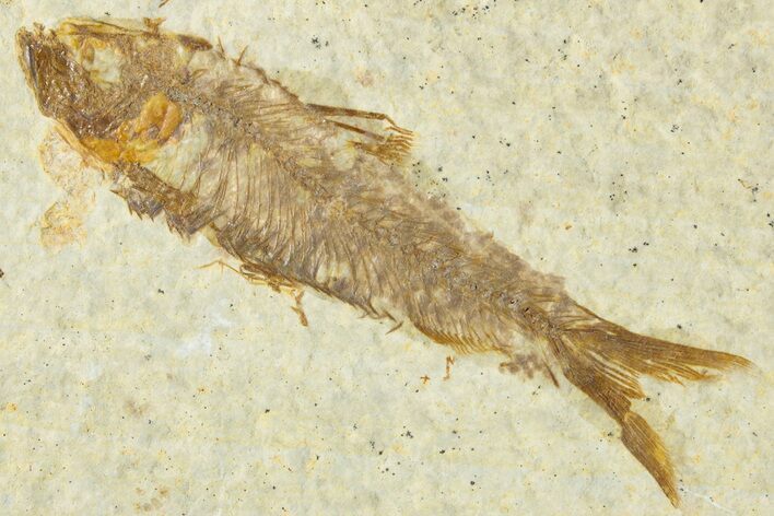 Detailed Fossil Fish (Knightia) - Wyoming #318418